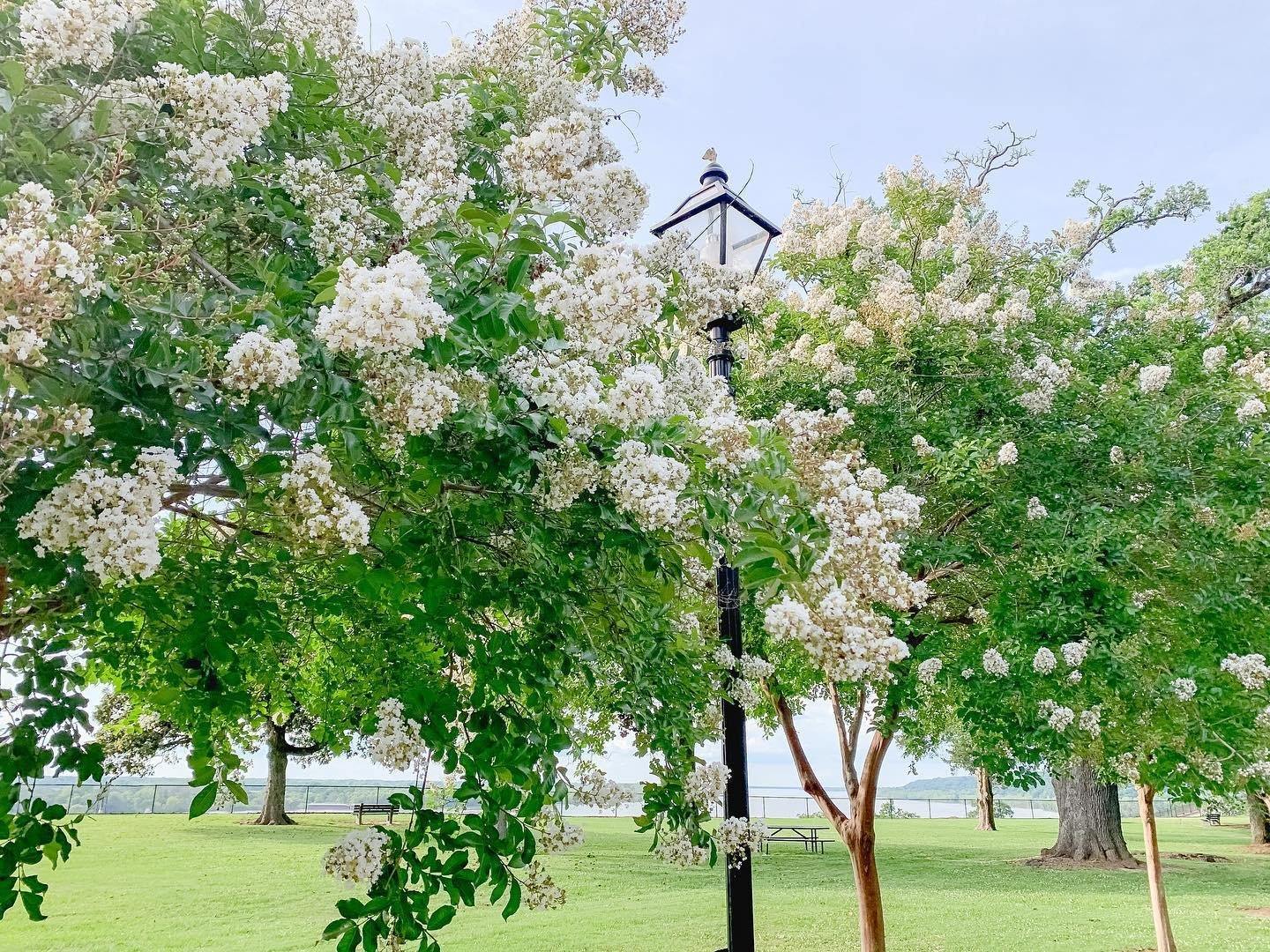 CrepeMyrtlesNtzBluff